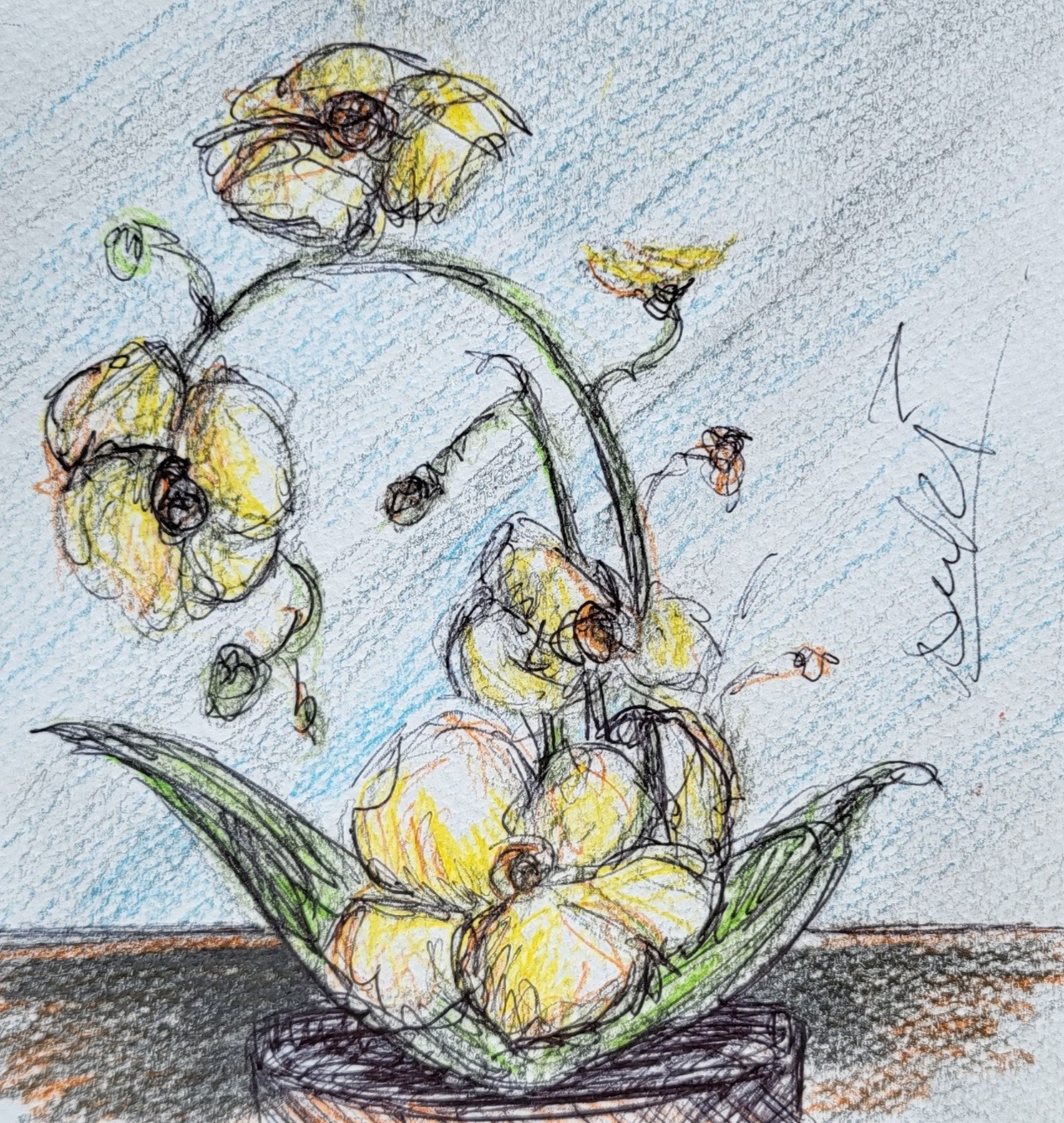 Orchid Dazed